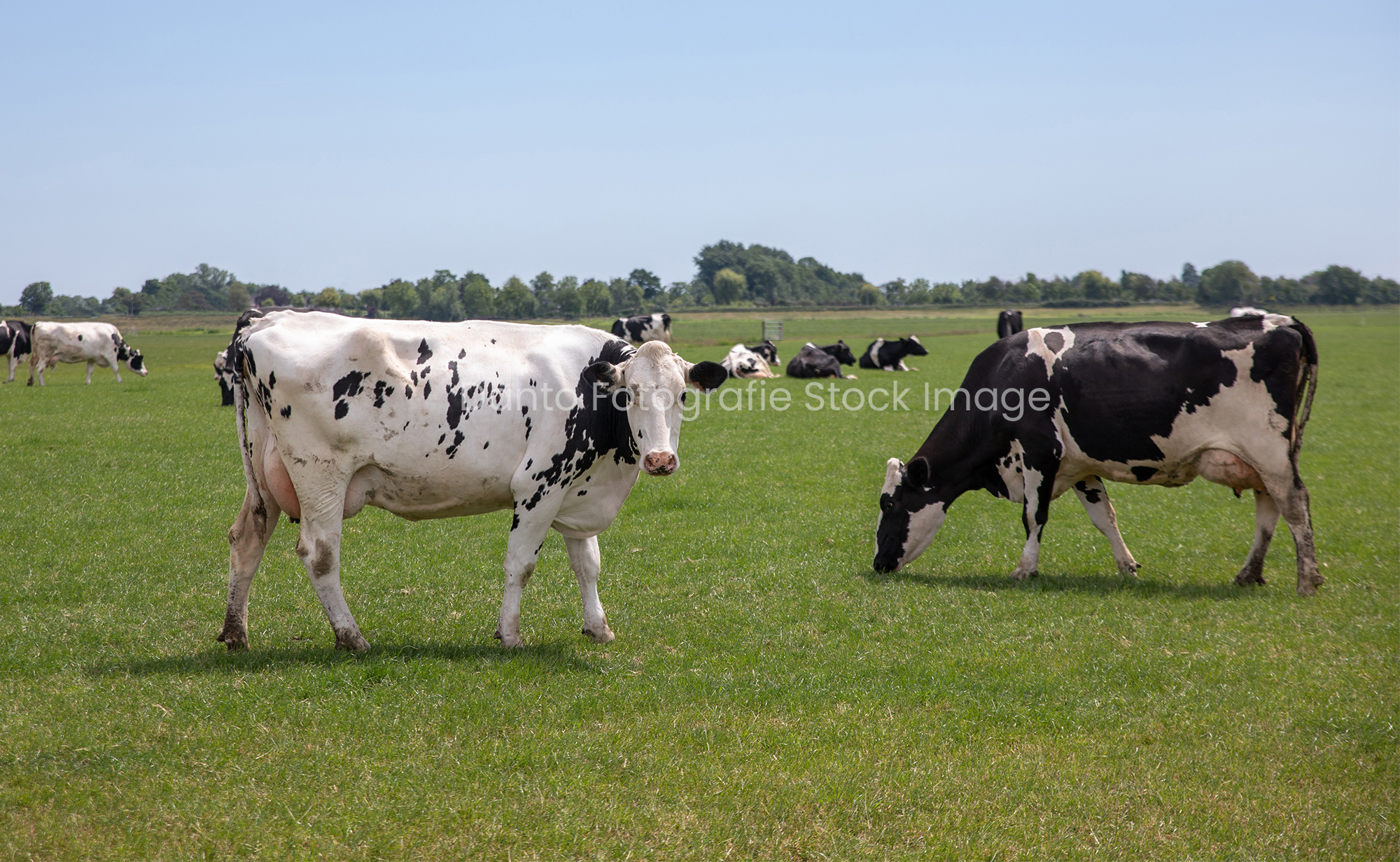 Koeien in groene weide
