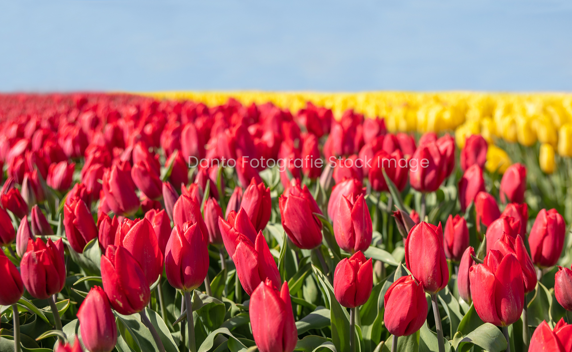 Pink dahlias Hayley Jane